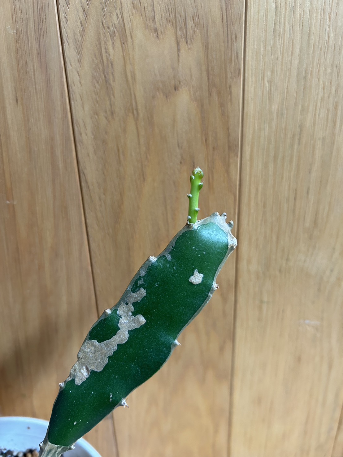 ドラゴンフルーツ🌱