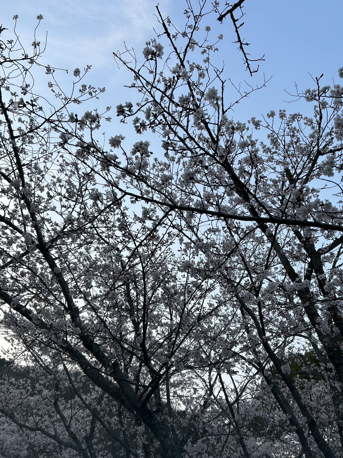 毎年恒例行事🌸💡