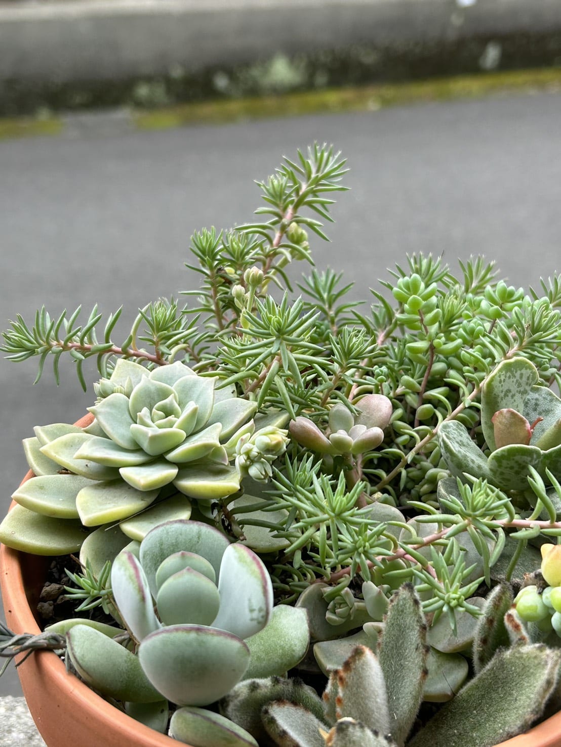 モデルさんたち🌱